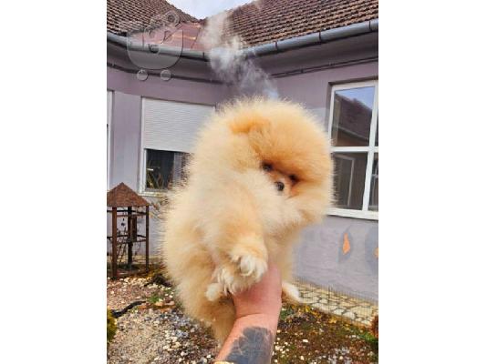 Κορυφαία κουτάβια Pomeranian